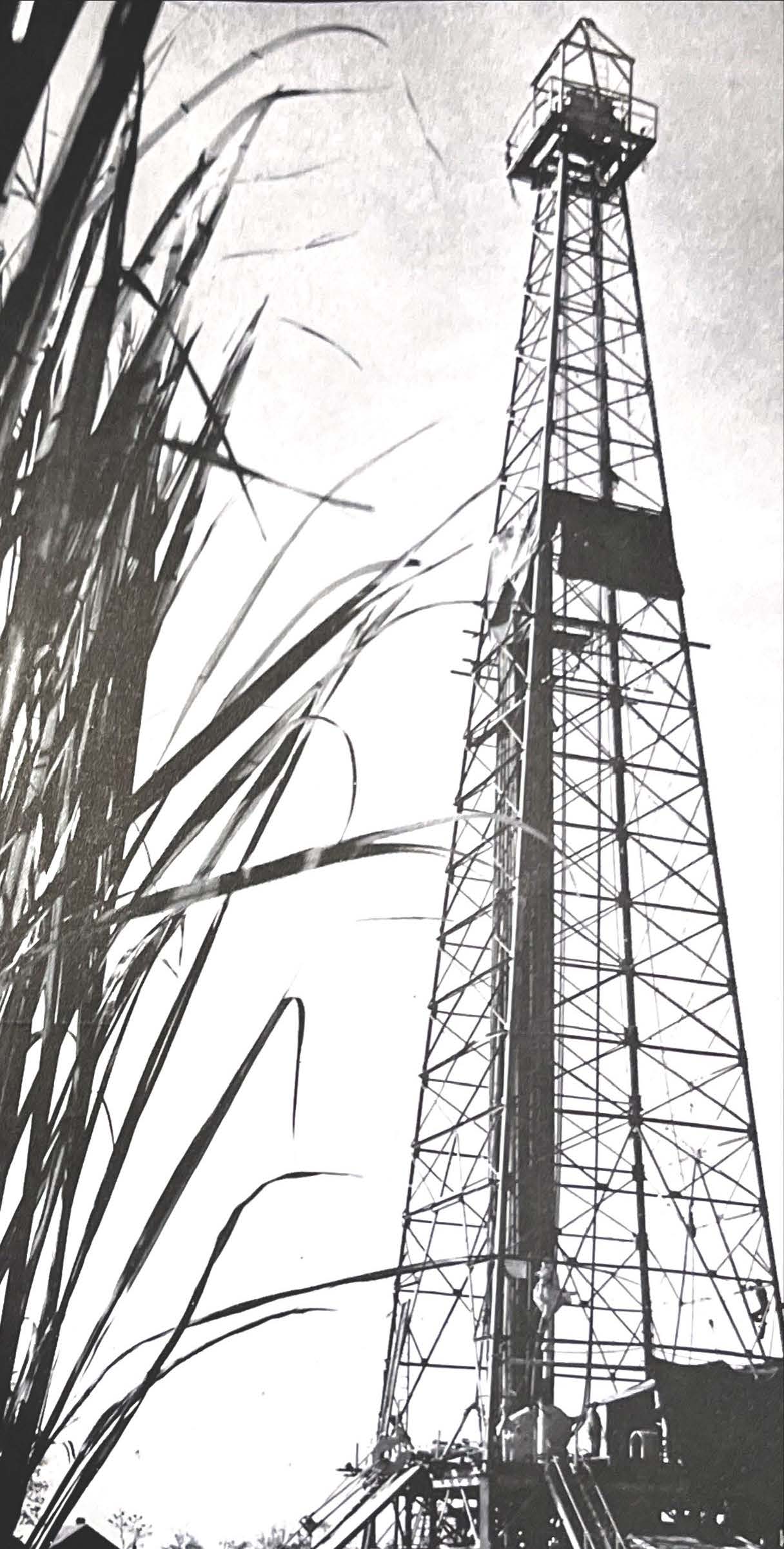 An oil derrick towers above sugar cane.
