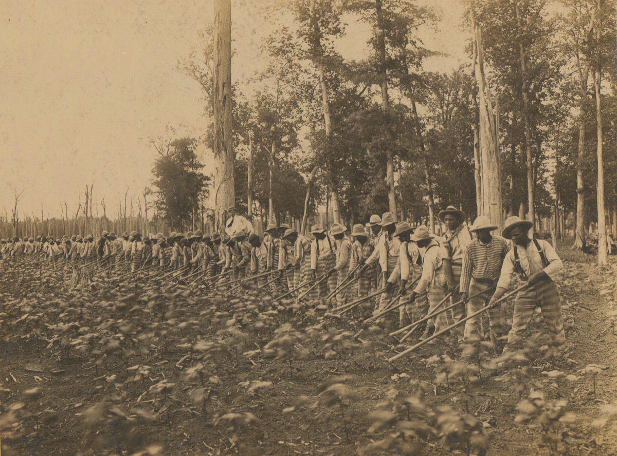 Prisoners laboring in field on Parchman Farm (Mississippi State Penitentiary) in 1911